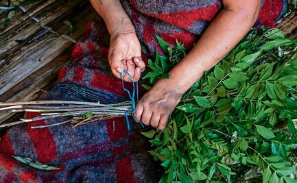 Para qué sirve tomar té santo