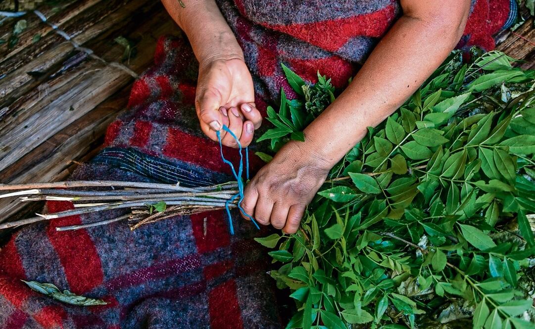 Esta planta se usa en la comida tradicional mexicana y también como un remedio natural. Foto: Juana García / EL UNIVERSAL