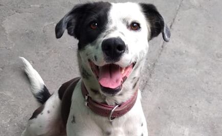 España aprueba custodia compartida de mascotas para parejas divorciadas