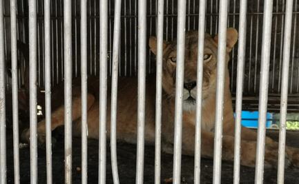 Liberan a leona enjaulada en taller mecánico de Santa María Chiconautla