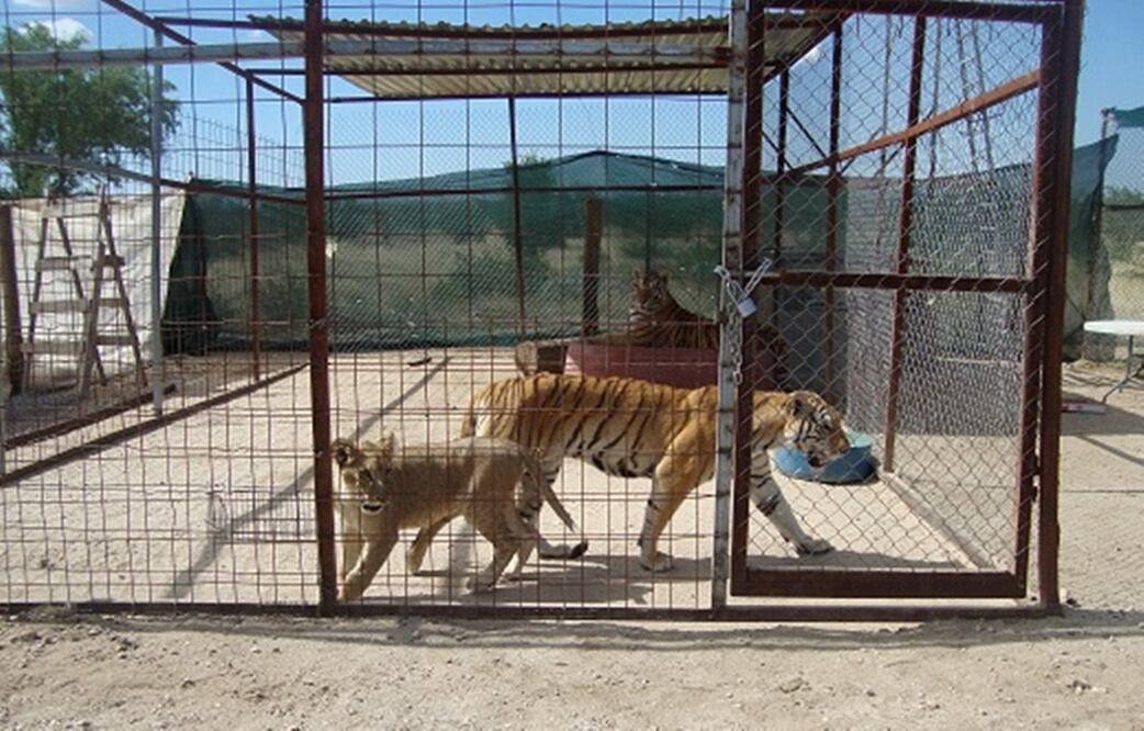 La Profepa realizó el aseguramiento de tres tigres, una leona, 23 tortugas terrestres, un lémur y un cocodrilo a un particular en Hermosillo que no acreditó la legal procedencia de los animales. Foto: Especial