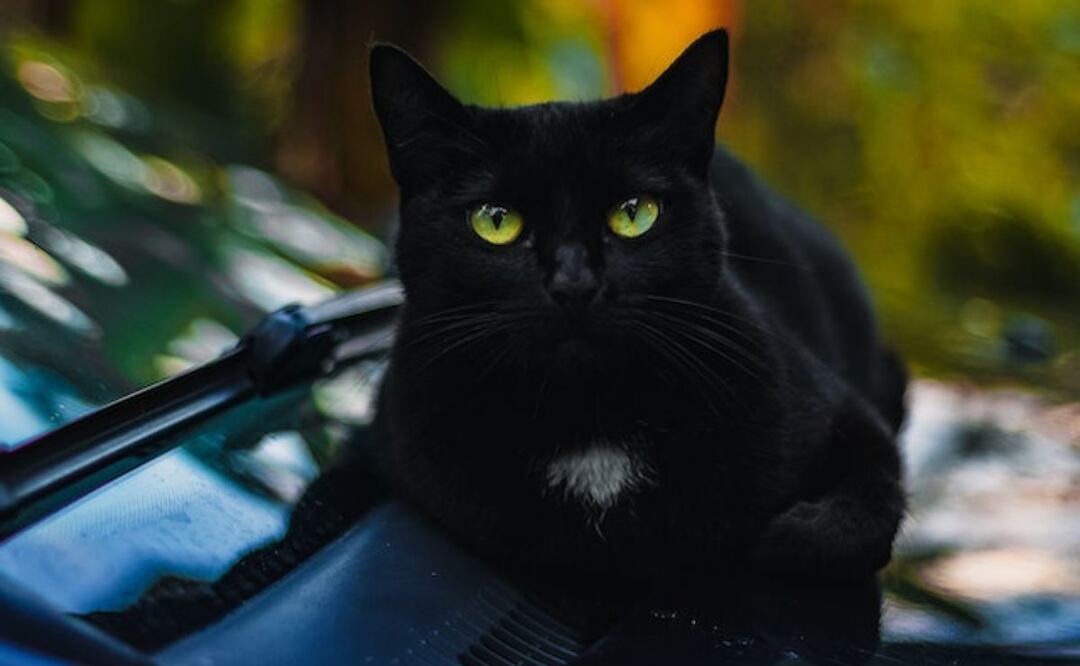 Gato negro. Fuente: Pexels