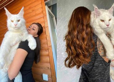 Conoce a Kéfir, “el gato más grande del mundo” que se ha vuelto viral en redes