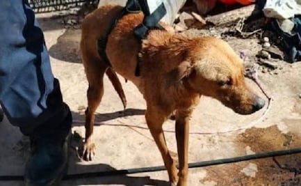 Bomberos rescatan a "Barril" perrito que cayó en pozo de Tizimín, Yucatán; está ileso