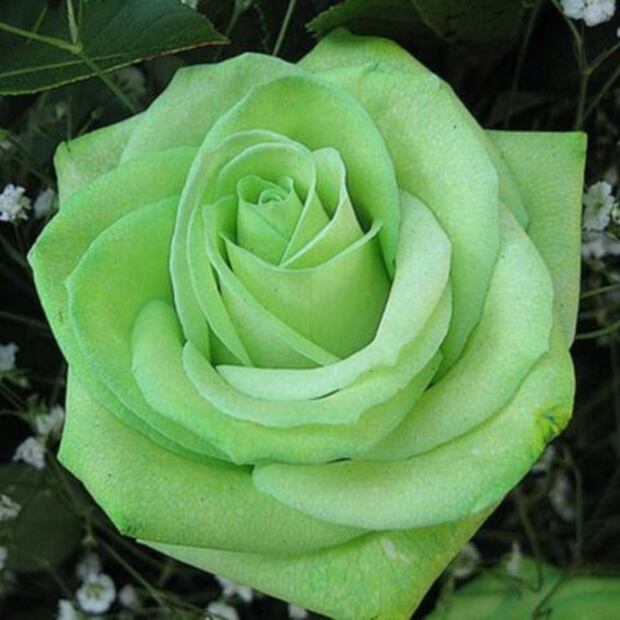 Georgina Rodríguez: esta es la técnica de decoración que usa para atraer la buena suerte