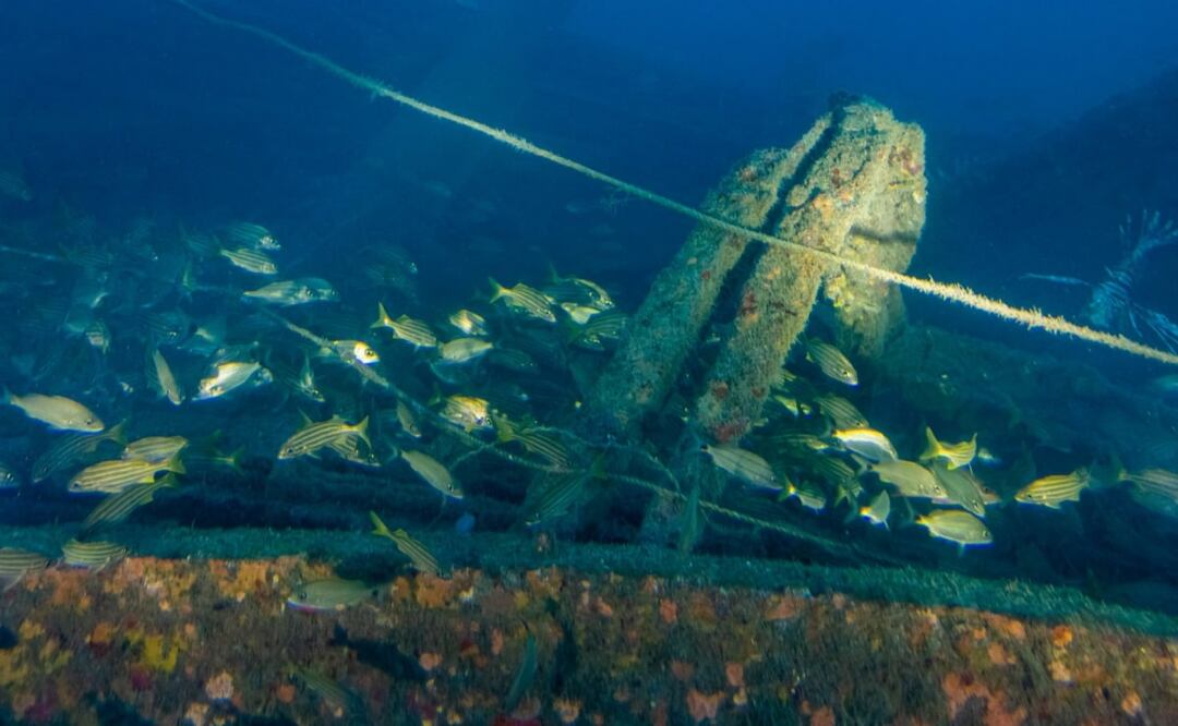 Arrecife en aguas del Golfo de México. Foto: Especial