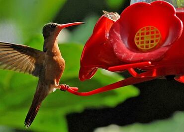 Los colibríes macho prefieren el combate por la comida