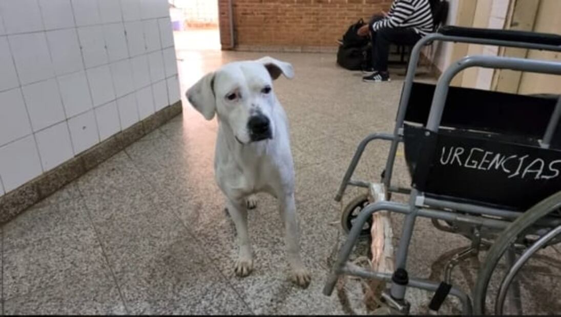 Perrita sigue hasta el hospital a su dueña y espera impaciente su recuperación