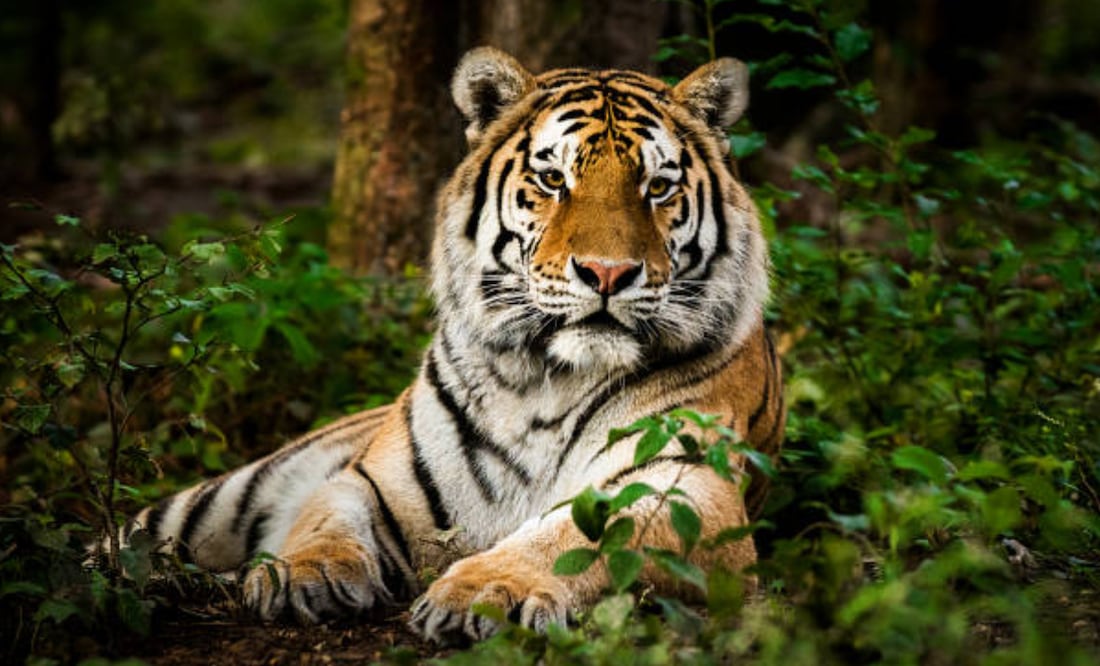 Pobladores del municipio Valle de Bravo fueron quienes reportaron el cuerpo de un tigre en la cascada el Molino. Foto: Pexels