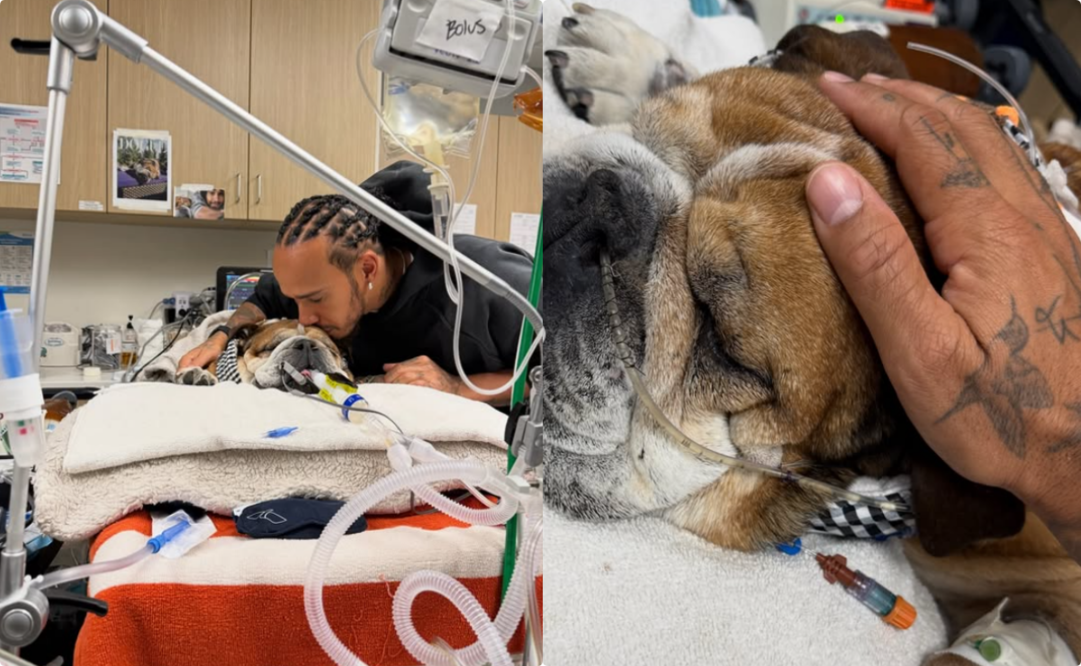 Lewis Hamilton y su mascota, Roscoe - Fotos: @lewishamilton en Instagram