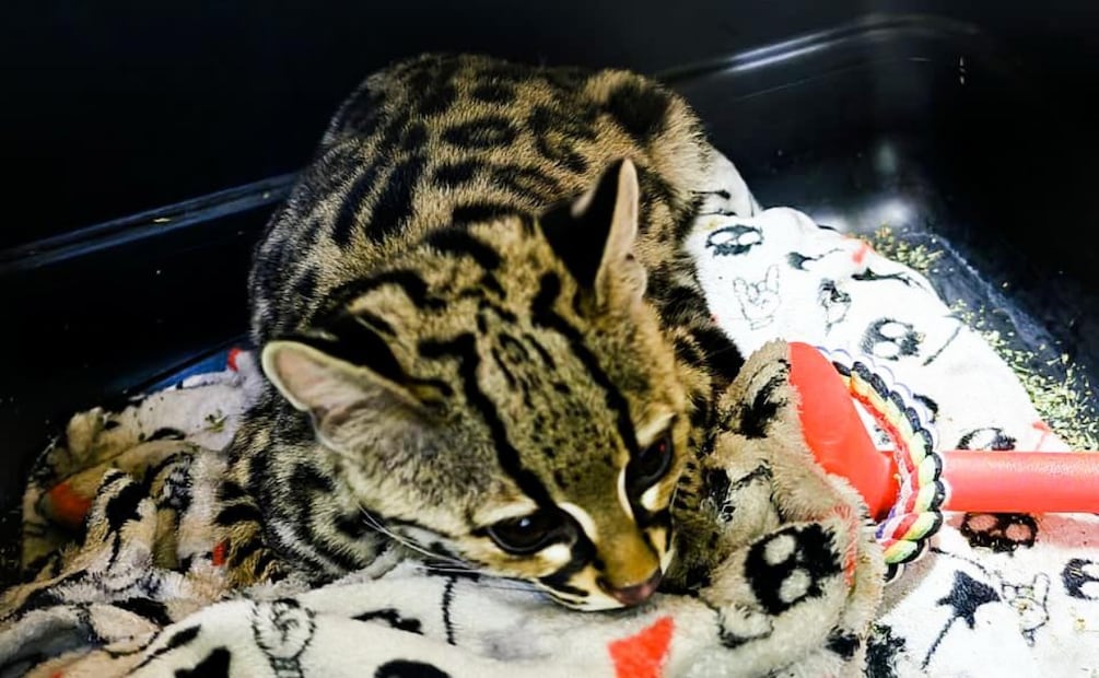 Rescatan a tigrillo hallado en una casa de Álvaro Obregón en CDMX (26/12/2025). Foto: Especial