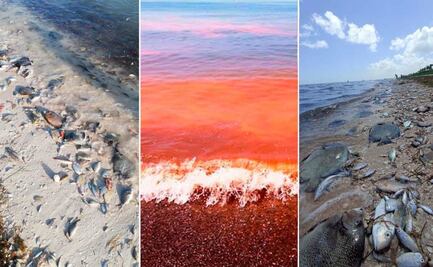 Confirman marea roja en la costa yucateca; hay veda para todas las especies marinas entre Progreso y Celestún