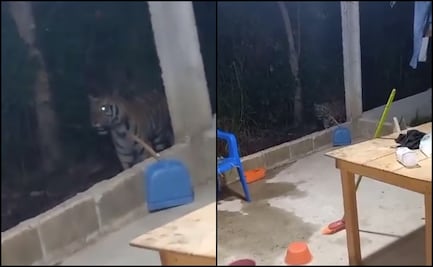 ¡Parece que vi un lindo gatito! Captan a tigre deambulando por vivienda en Tabasco