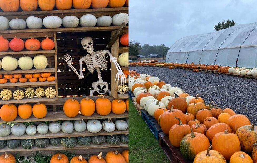 Fotos: Sunnyfields Farm