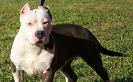 "Un chihuahua puede ser mucho más agresivo que un pitbull": especialista