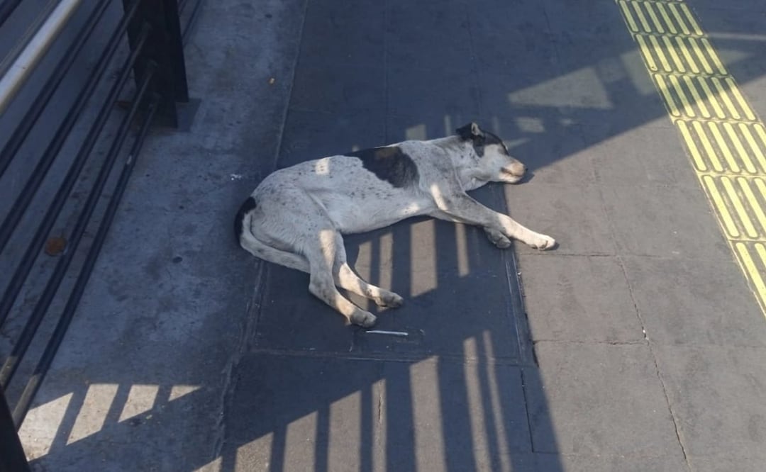 Lomito dormido en estación El Caminero de la Línea 1 del Metrobús. Foto: Especial