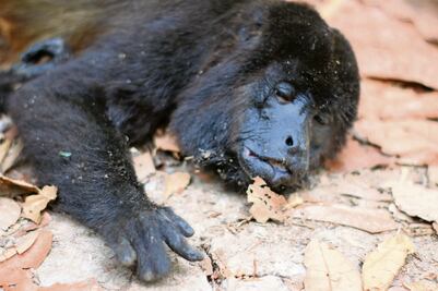 Monos aulladores: especie en peligro de extinción que también es víctima de las altas temperaturas en Tabasco, alertan especialistas