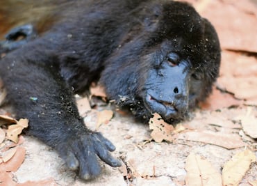 Monos aulladores: especie en peligro de extinción que también es víctima de las altas temperaturas en Tabasco, alertan especialistas