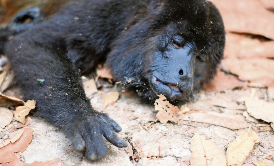Los monos aulladores, especie en peligro de extinción, son parte de los animales que están sufriendo por todos los cambios de clima que se presentan actualmente en México. Foto: archivo