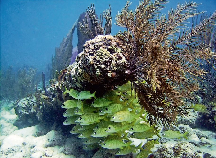 Coral reef in Quintana Roo - Octavio del Río/INAH-EFE