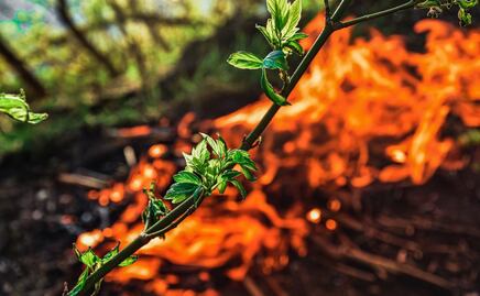 Estas son 5 plantas resistentes a los incendios