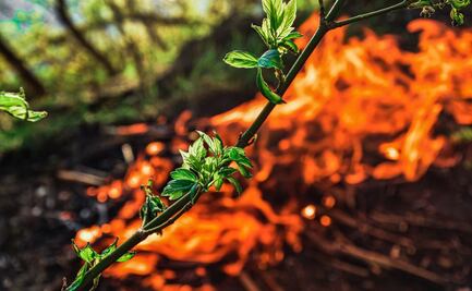 Estas son 5 plantas resistentes a los incendios
