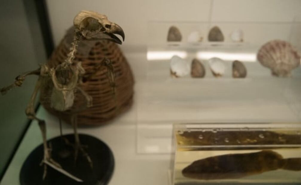 Pabellón Nacional de la Biodiversidad, un museo para romper mitos