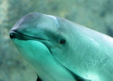 Descubre los motivos por los que la vaquita marina se encuentra en peligro de extinción