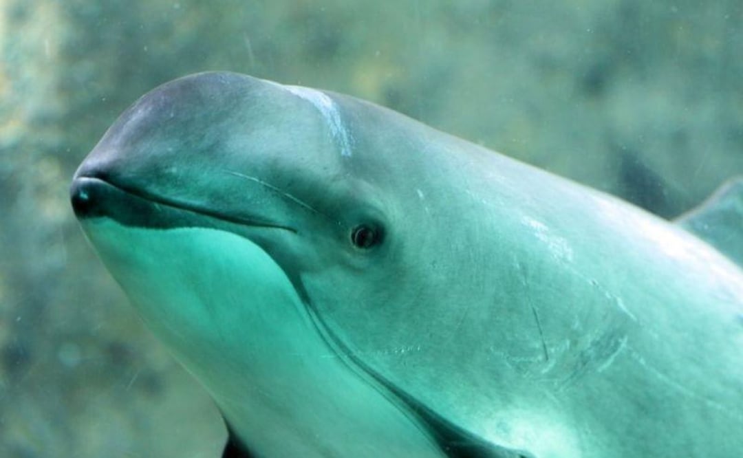 El tiempo corre en contra de la vaquita marina. Fuente: Freepik.