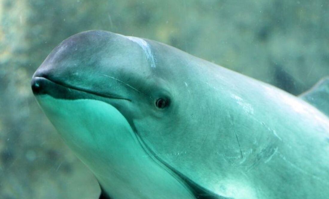 El tiempo corre en contra de la vaquita marina. Fuente: Freepik.