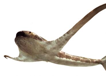 Fósil de un antiguo tiburón con "alas" es descubierto en México