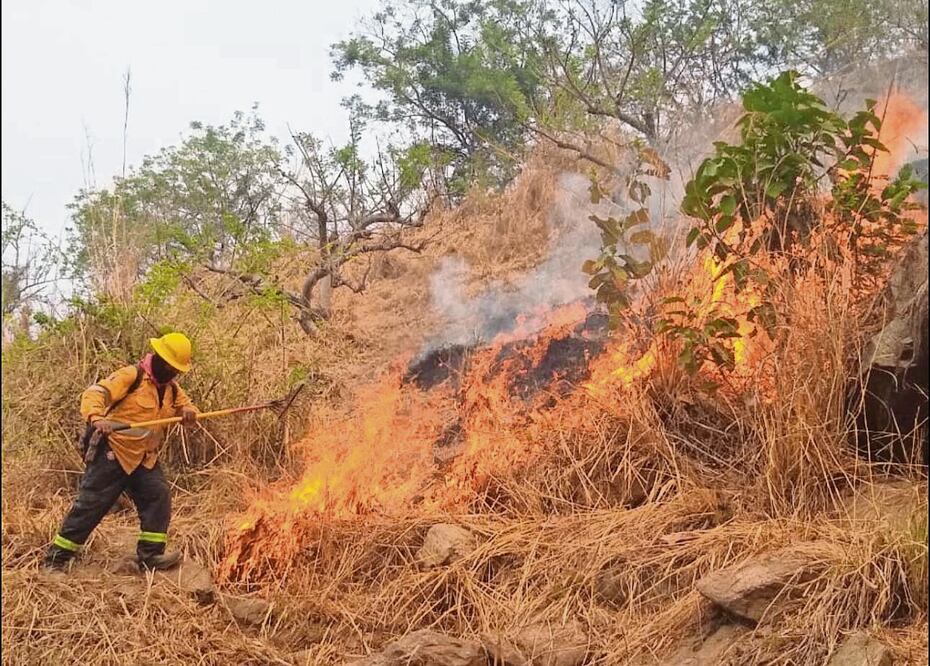 El fuego ha destruido más de 125 mil hectáreas de bosque; pobladores no hacen algo ante los enfrentamientos del crimen. Foto: Especial