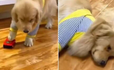 Perro causa furor en Tik Tok por fingir su muerte tras ser "atropellado"