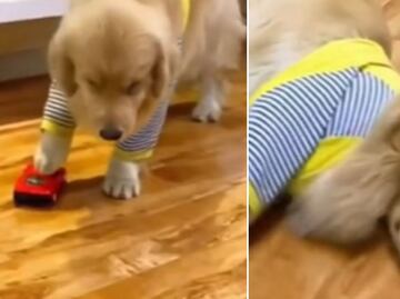 Perro causa furor en Tik Tok por fingir su muerte tras ser "atropellado"