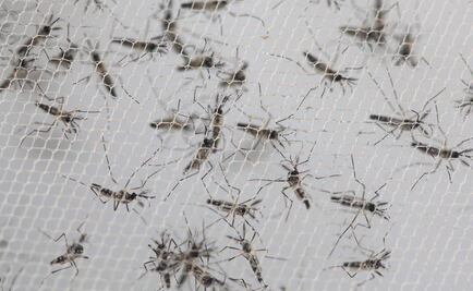 Oaxaca informa a embarazadas sobre el zika