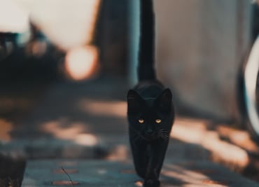 Mundial: esta es la razón por la que hay superpoblación de gatos callejeros en Qatar