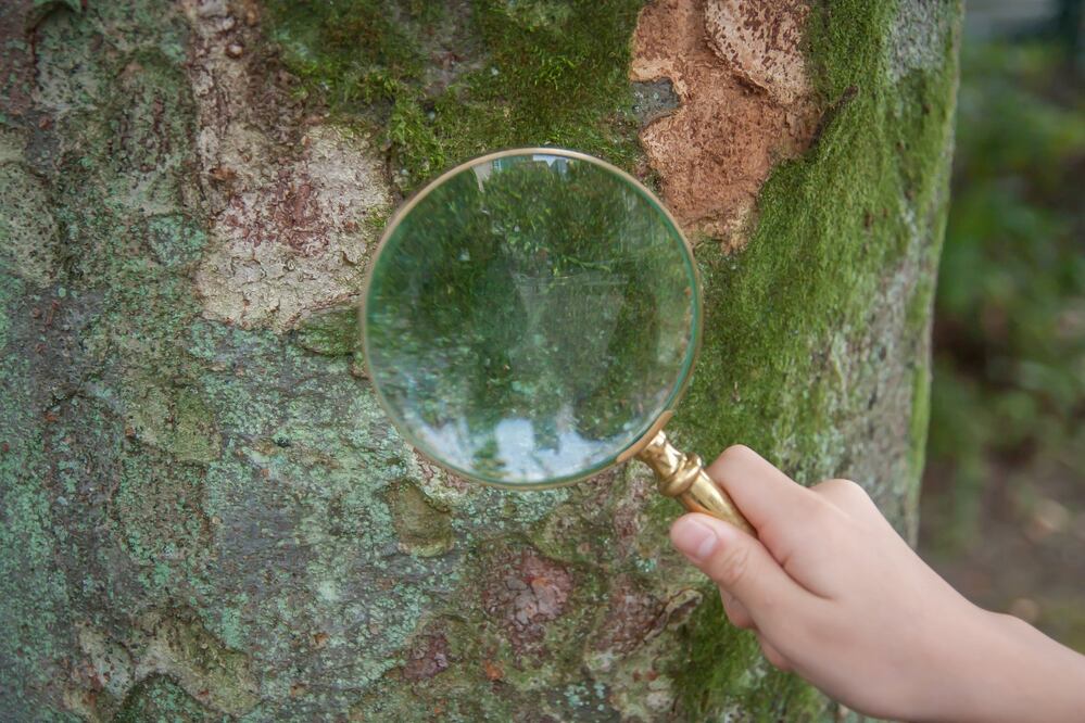 Invita a poner el foco en la biodiversidad. (Foto: iStock)