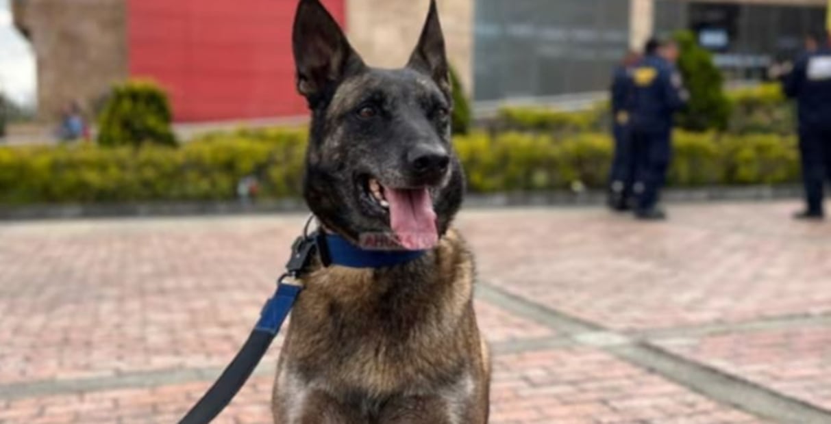 Dastan, un pastor belga malinois colombiano de siete años, forma parte del grupo de perros rescatistas que viajó a Venezuela. FOTO: ESPECIAL