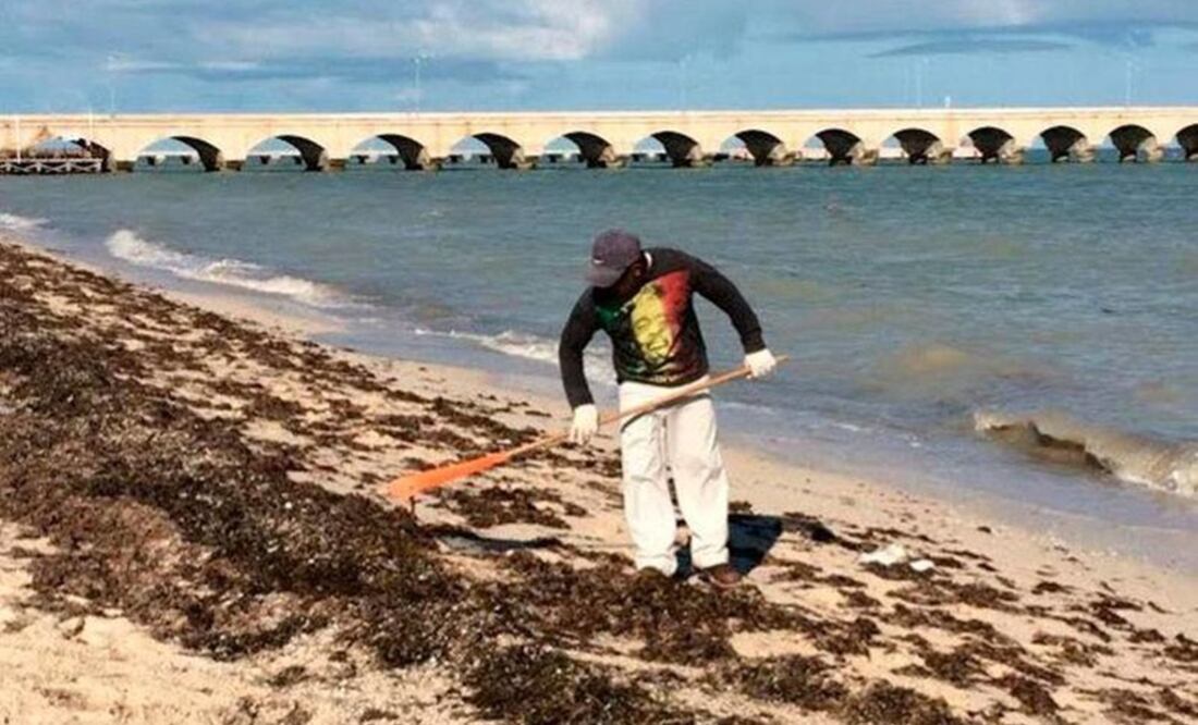 Investigadores y académicos advierten afluencia de sargazo en Yucatán