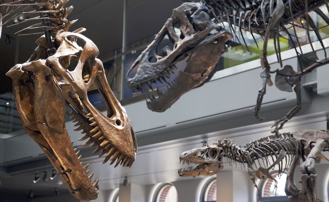 Ambos objetos superaron los precios estimados: de cuatro a seis millones de dólares, en el caso del dinosaurio, y de dos a cuatro millones, en el del meteorito. Foto: Archivo/Xinhua