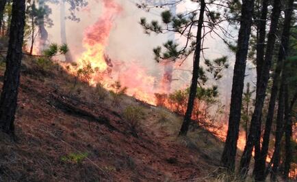 Suman 500 hectáreas consumidas en incendio forestal de Veracruz