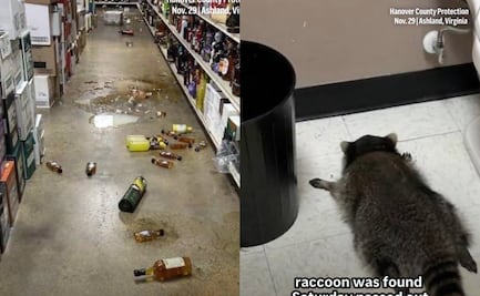 VIDEO: Mapache se emborracha en licorería de EU; lo encuentran desmayado en baño