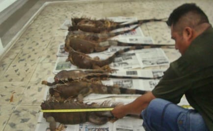 Localizan 8 iguanas negras degolladas en QRoo