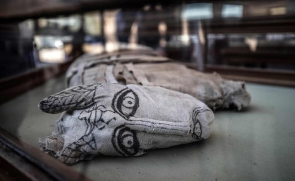 Hallan momias de animales en Egipto