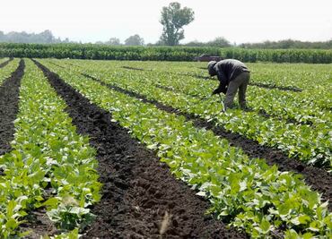 Expertos ven en riesgo seguridad alimentaria si Trump cancela el TLCAN