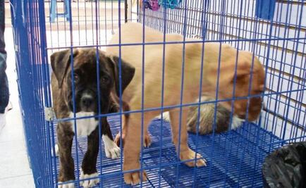 Proponen exentar de impuestos a grupos que protejan animales