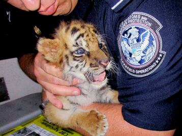 Adolescente de EU compra cachorro de tigre en Tijuana