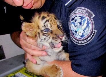 Adolescente de EU compra cachorro de tigre en Tijuana