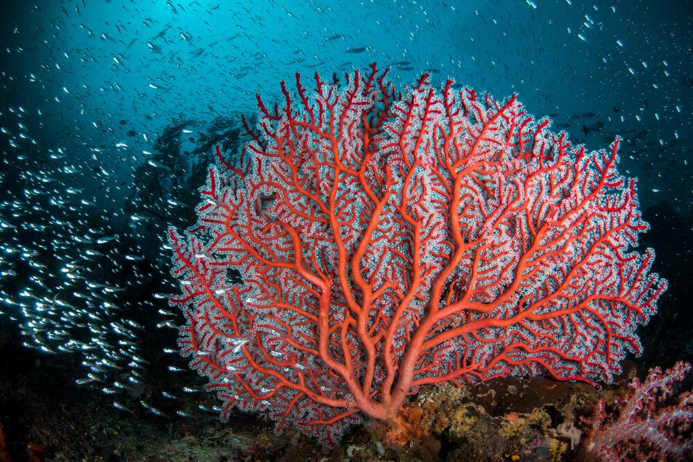 Es un color que representa actividades alegres, pero también es un recordatorio sobre la supervivencia de los arrecifes de coral. (Foto: Istock)