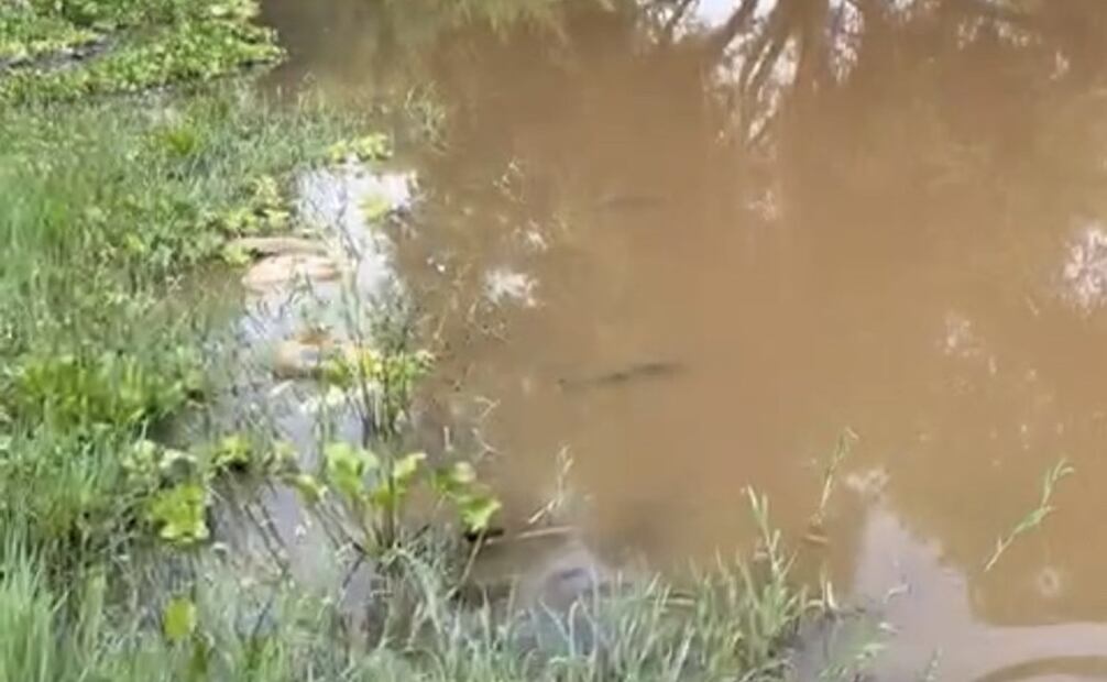 Los pobladores sospechan que este suceso fue provocado por el derrame de químicos. Foto: especial